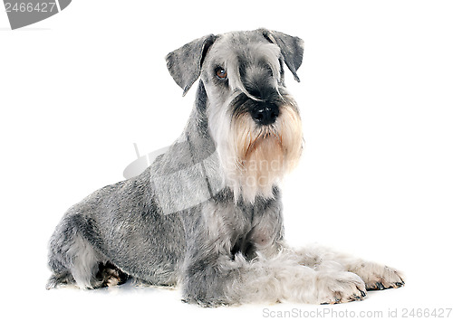 Image of standard schnauzer