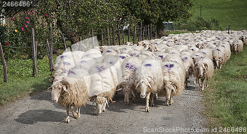 Image of A flock of sheep