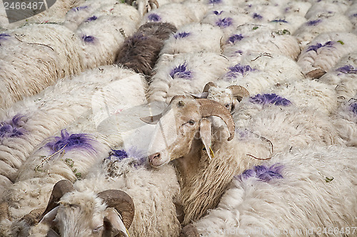 Image of Sheep all over