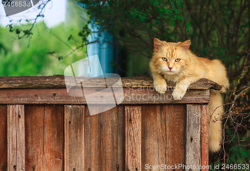 Image of Red Cat Sitting On The Fence