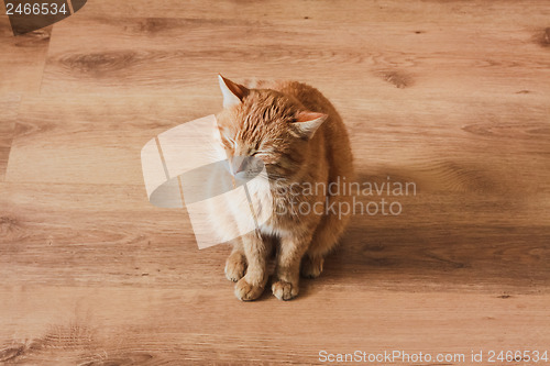 Image of Red Cat