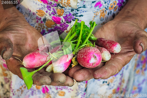 Image of Radish Harvest
