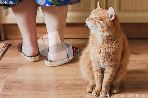 Image of Red Cat Sitting Near Female Foots