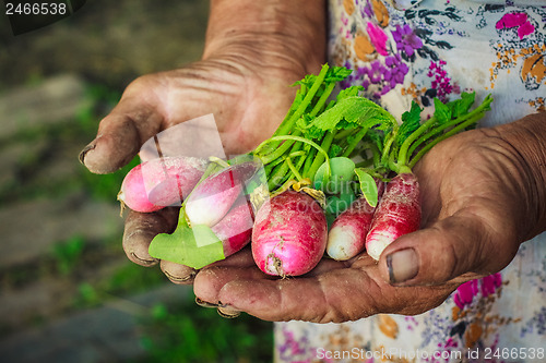 Image of Radish Harvest