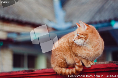Image of Red Cat Sitting On The Fence