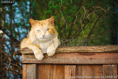 Image of Red Cat Sitting On The Fence