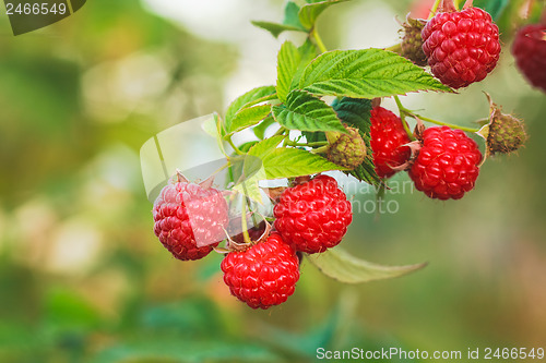 Image of Raspberry. Raspberries. Growing Organic Berries closeup 