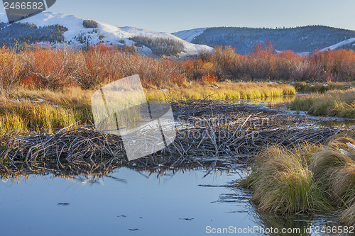 Image of beaver dam on North Platte River