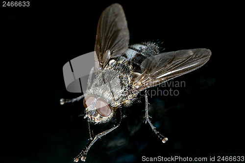 Image of Fly