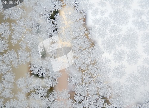 Image of Frozen snowflakes