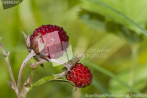 Image of wild strawberries