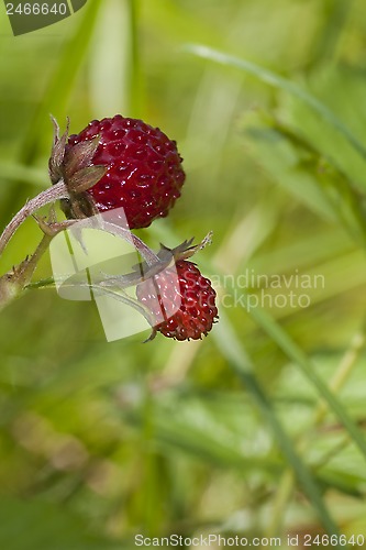 Image of wild strawberries