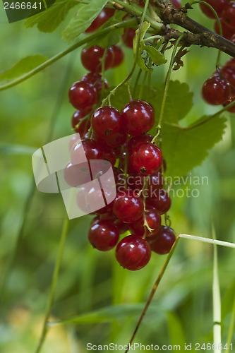 Image of red currants