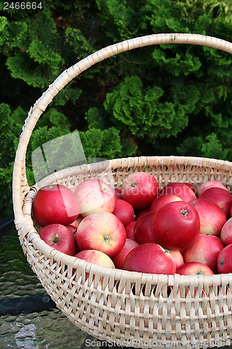 Image of James Grieve apples