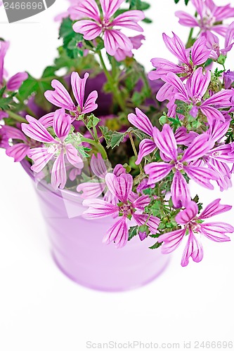 Image of wild violet flowers in bucket 