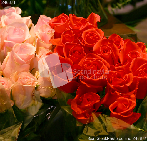 Image of Amazing Roses