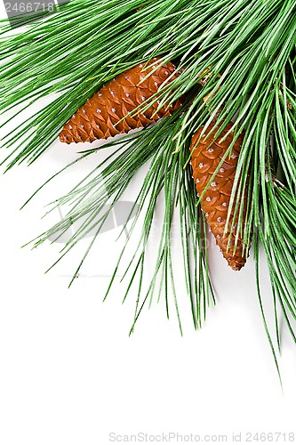 Image of fir tree branch with pinecones 