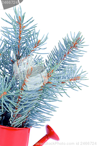 Image of Bunch of Blue Spruce Branch