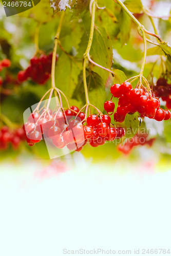 Image of Red Viburnum berries in the tree