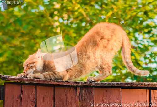 Image of Red Cat Sitting On The Fence