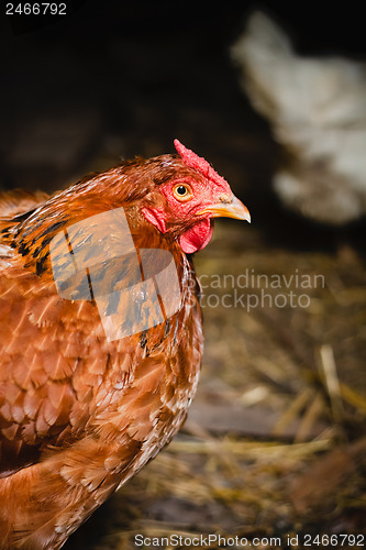 Image of Red chicken looking out of the barn