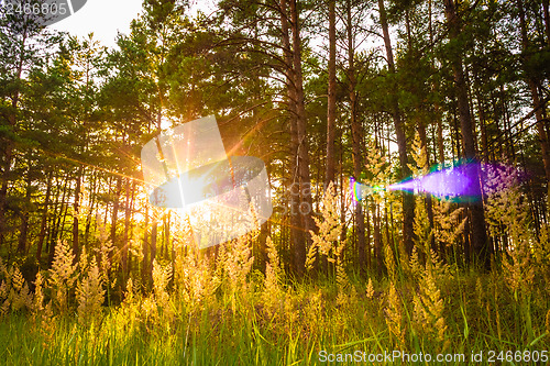 Image of Sunset In Autumn Forest 