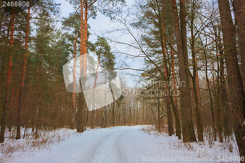 Image of Road In Forest