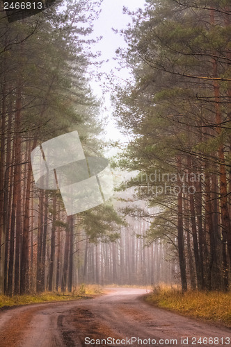 Image of Road Fog In Forest