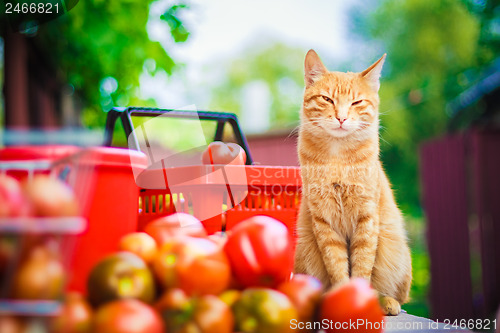 Image of Red fluffy cat with fresh tomatos