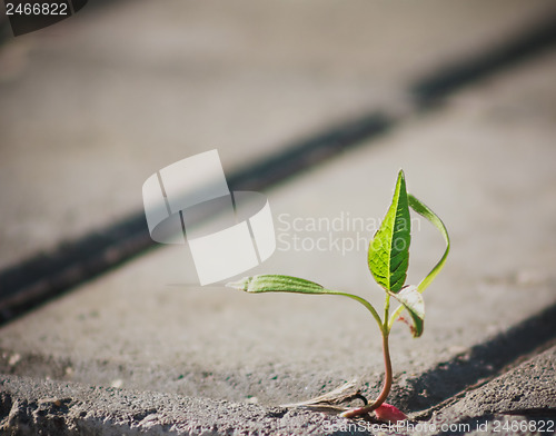 Image of Tree Growing Through Crack In Pavement