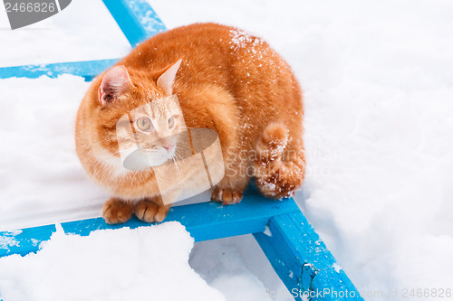 Image of Red Cat Walking In The Snow