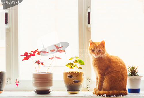 Image of Red cat sitting on the window