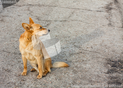 Image of Red Dog Sitting On The Road