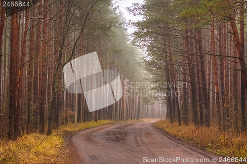 Image of Road Fog In Forest