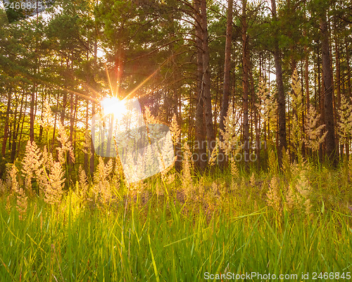 Image of Sunset In Autumn Forest 