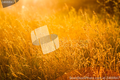 Image of Summer Grass On Meadow