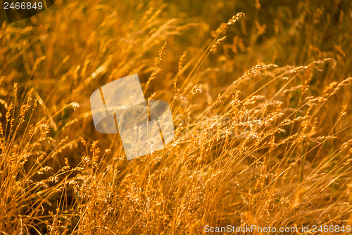 Image of Summer Grass On Meadow