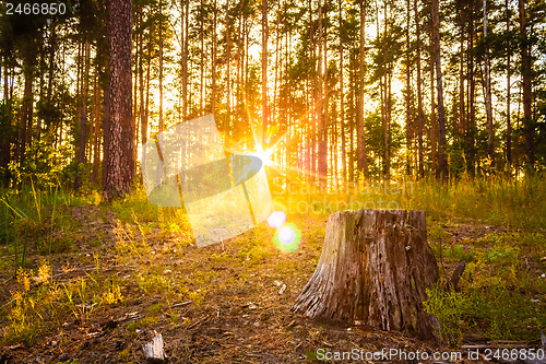 Image of Sunset In Autumn Forest 