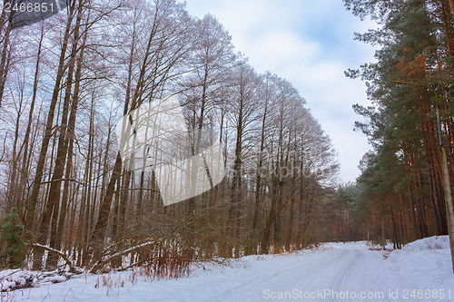 Image of Road In Forest