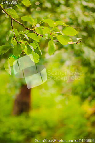 Image of Spring forest background