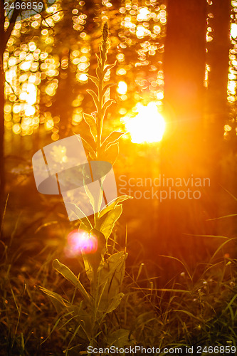 Image of Sunset In Autumn Forest 