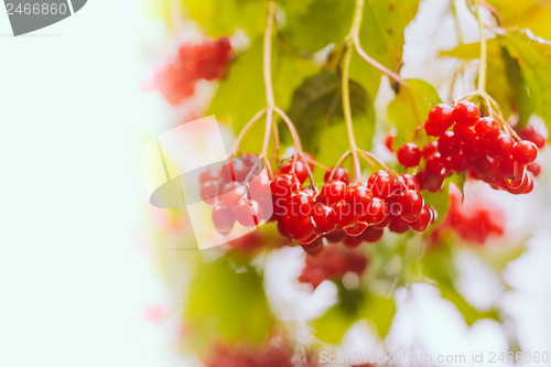Image of Red Viburnum berries in the tree