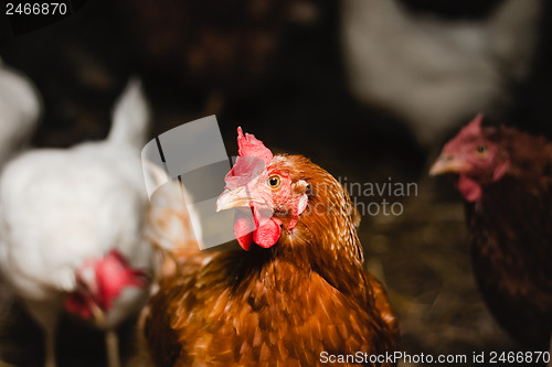 Image of Red chicken looking out of the barn