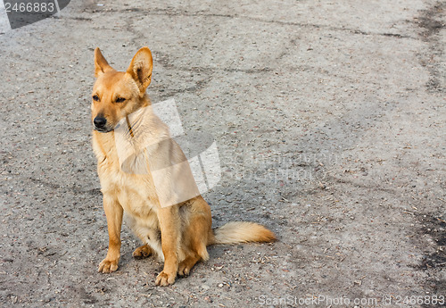 Image of Red Dog Sitting On The Road