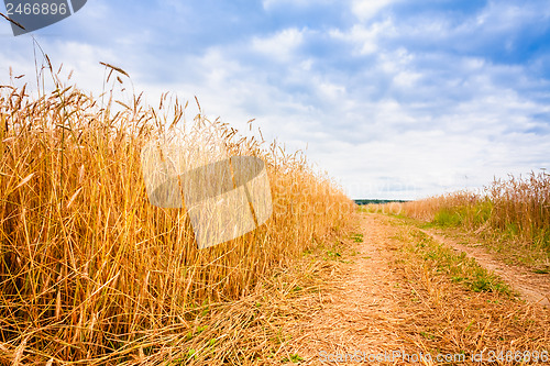 Image of Rural Countryside Road Through Fields With Wheat