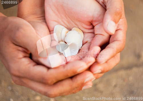 Image of Scallop in hands