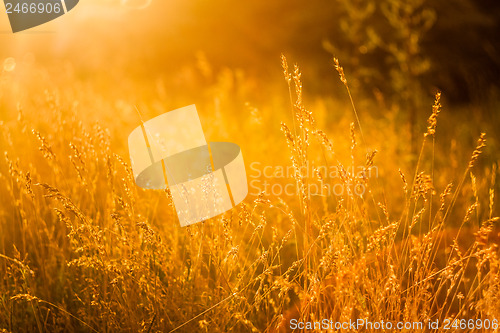 Image of Summer Grass On Meadow