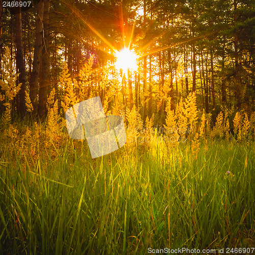 Image of Sunset In Autumn Forest 