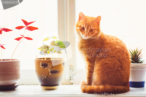 Image of Red Cat Sitting On The Window