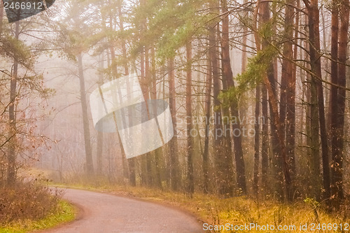 Image of Road Fog In Forest